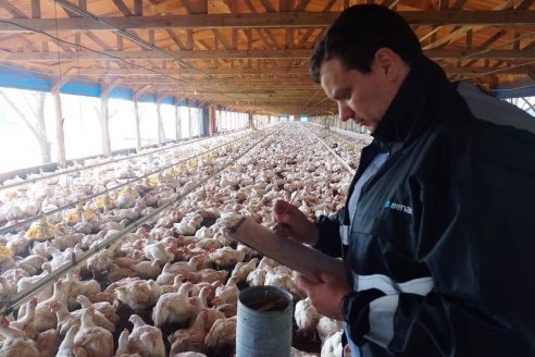 Alerta: Brasil detectó brote de enfermedad de Newcastle en una granja comercial de aves de corral
