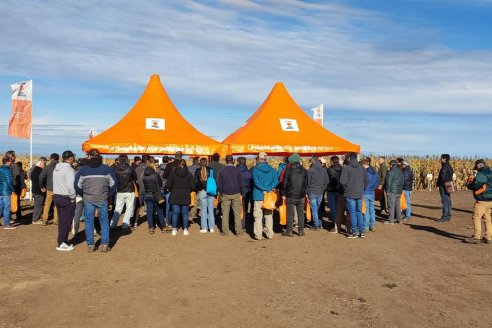 KWS lanzó su primer híbrido corto, como una propuesta de genética y agronomía