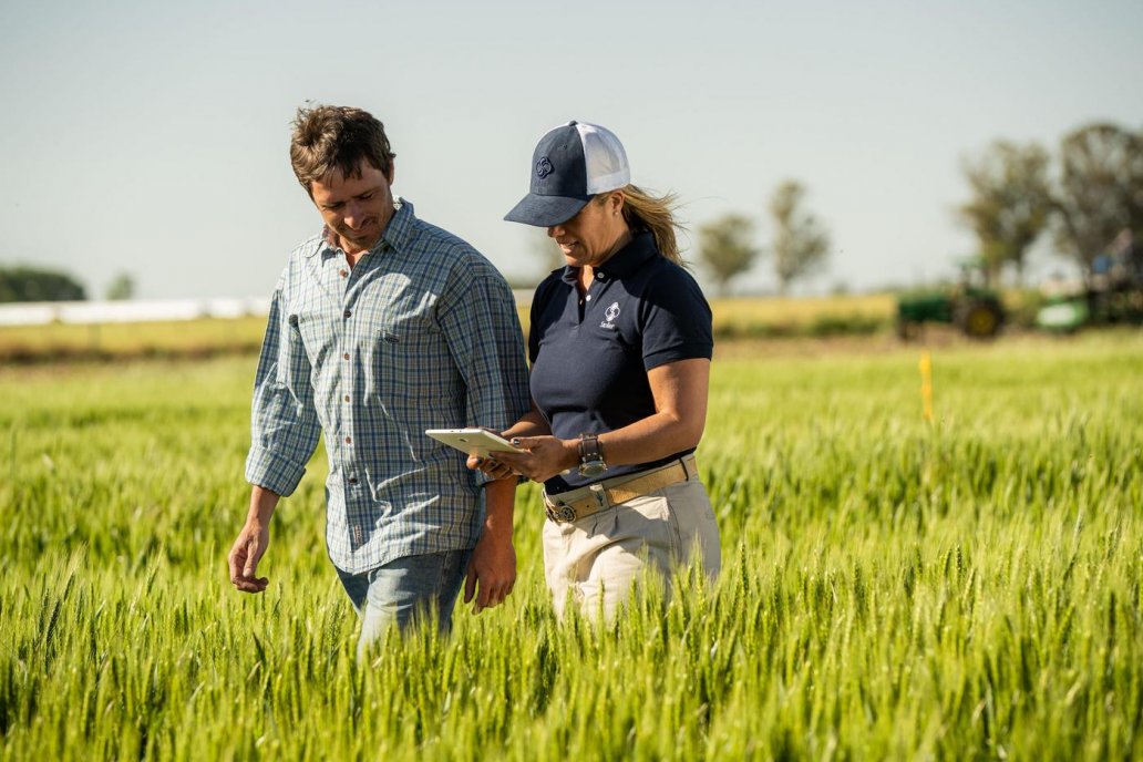 No hay dudas que agronómicamente el año “pinta” muy bien para sembrar trigo