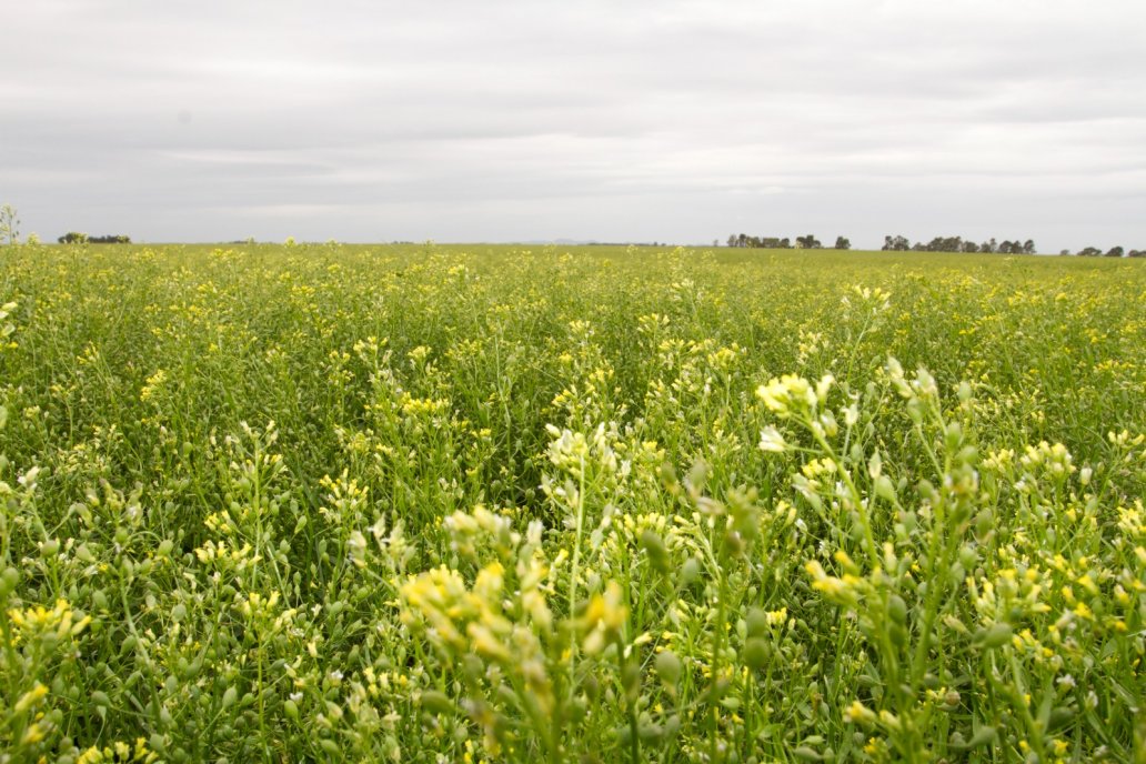 Puentes verdes* con camelina: la oportunidad de los biofuels en la agricultura a Puentes verdes* con camelina: la oportunidad de los biofuels en la agricultura a