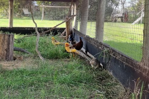 Secuestraron faisanes de criadero ilegal y los trasladaron a un refugio