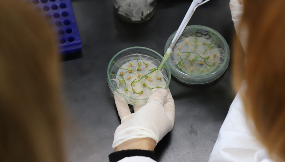 Desde este lunes rige un nuevo protocolo para controlar semillas