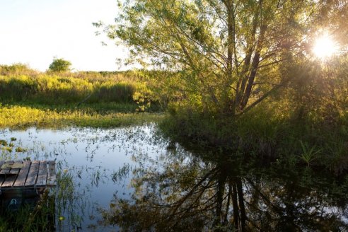 Financian nuevos planes de manejo y preservación del bosque nativo