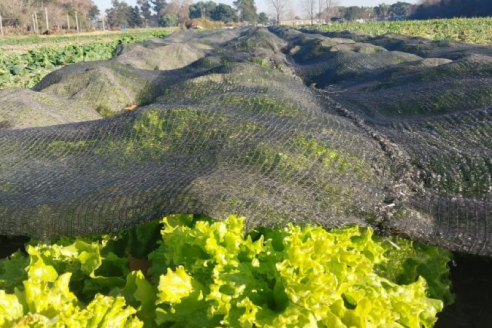 Cubrir la huerta, una clave que define la calidad de las plantas