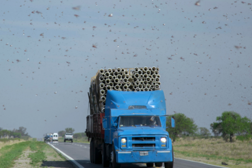 Los insectos acechan en Córdoba, La Rioja y Catamarca. Los insectos acechan en Córdoba, La Rioja y Catamarca.
