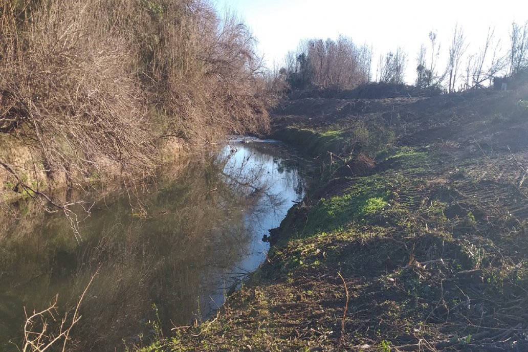 A la vera del cauce abundan las acacias negras, plaga en la zona.