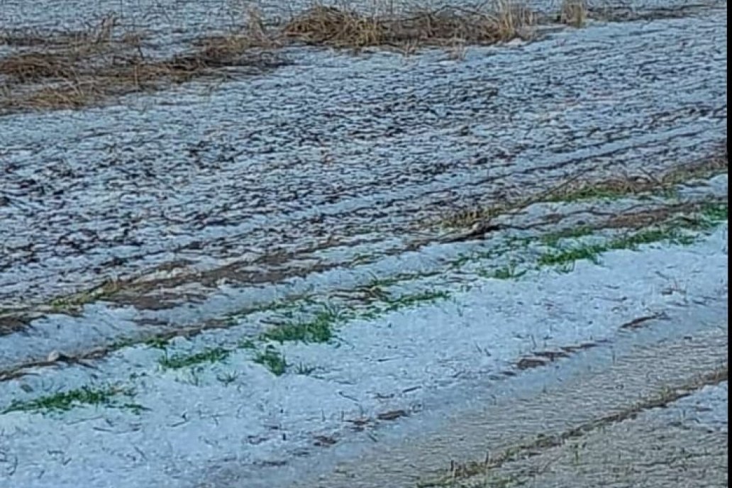 El agua nieve sirvió para que el campo salga en la tele y para nada más. El agua nieve sirvió para que el campo salga en la tele y para nada más.