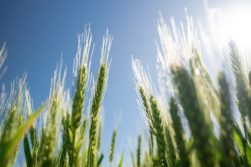 El nitrógeno es el nutriente más importante para su desarrollo saludable. El nitrógeno es el nutriente más importante para su desarrollo saludable.