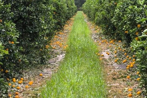 Quedan apenas 15 días para acceder a los beneficios de la emergencia agropecuaria por el granizo
