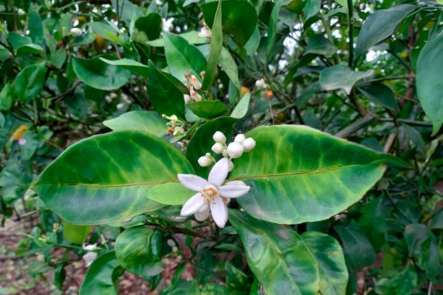 La apuesta de Florida contra el peor enemigo de los cítricos