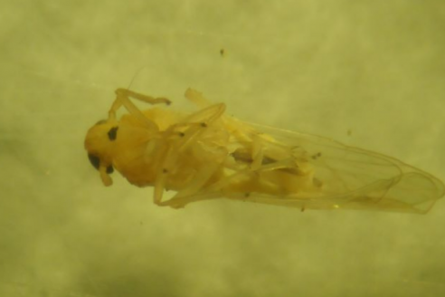 INTA detectó los primeros ejemplares de la chicharrita africana