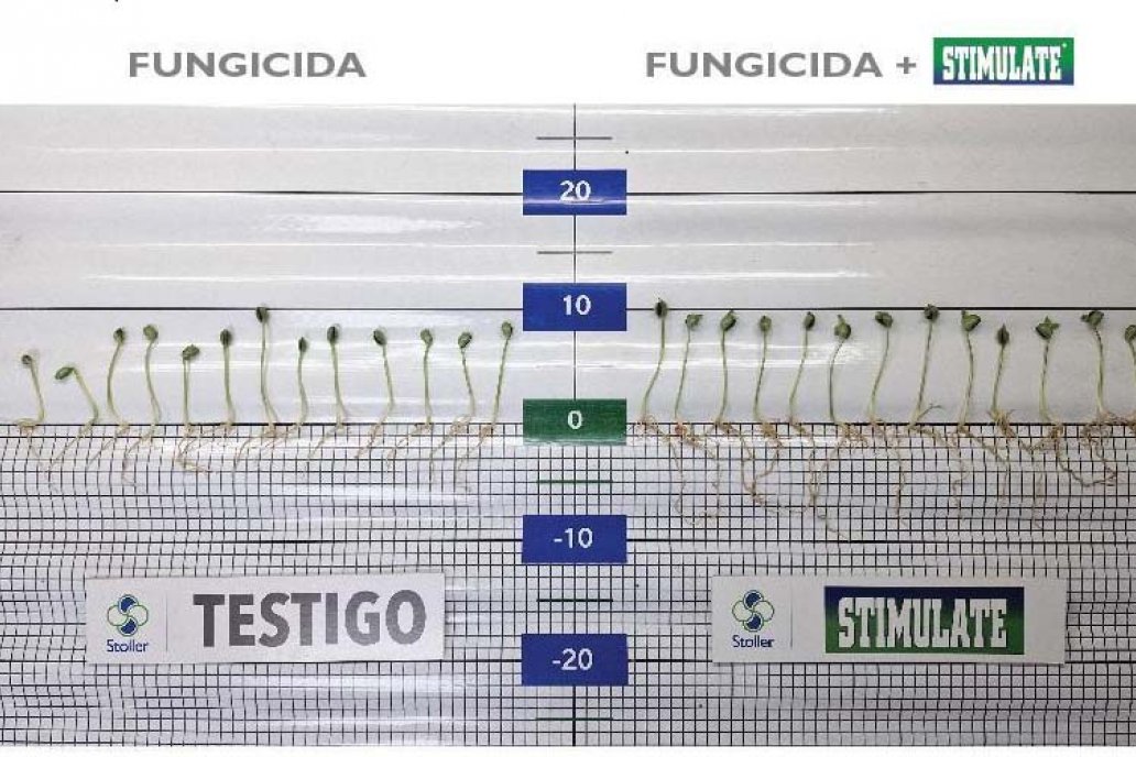 El inicio de la campaña se presenta desafiante para el cultivo de soja El inicio de la campaña se presenta desafiante para el cultivo de soja