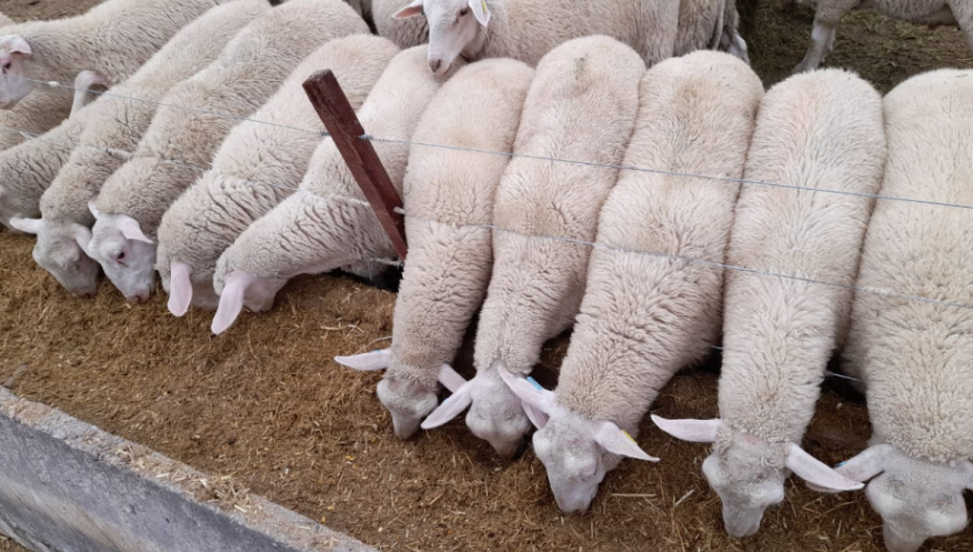 Un nuevo modelo de producción y consumo propone lograr corderos pesados que dejen 25 kilos al gancho