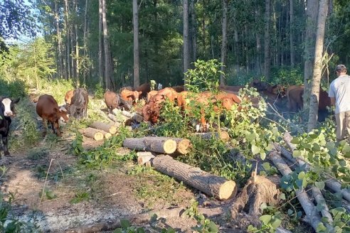 Uruguay presentó su modelo forestal sostenible en el marco de una conferencia internacional en China