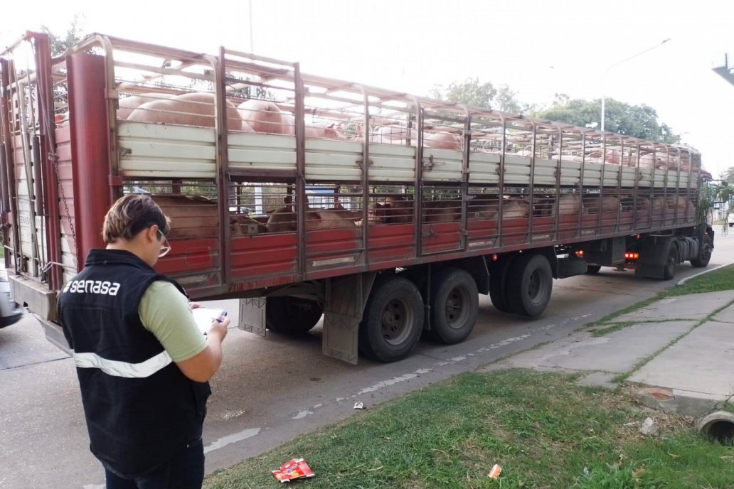 Fueron decomisados más de 800 animales en pie Fueron decomisados más de 800 animales en pie