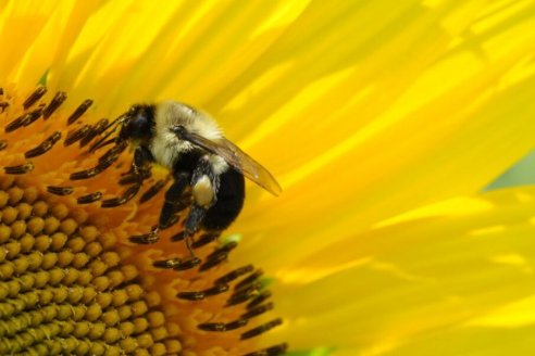 Ahora estudian el potencial del girasol perenne como alternativa forrajera