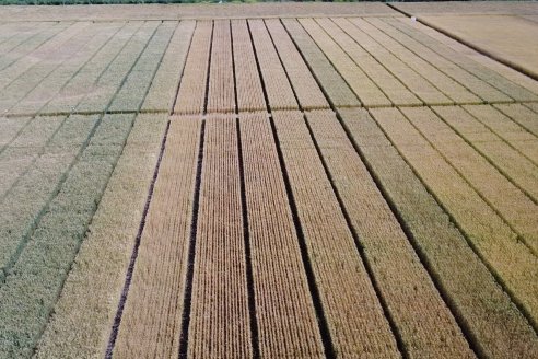 Proyectan una trilla de trigo 500.000 toneladas mejor de la esperada