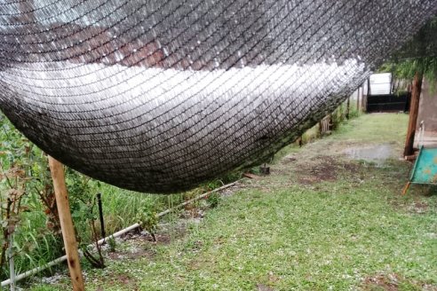 Con piedra y viento, la tormenta dejó su saldo negativo en campos de la zona núcleo argentina