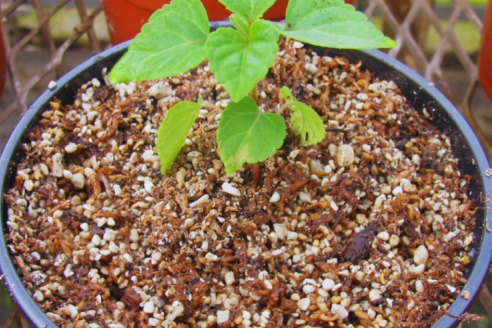Presentan sustratos inteligentes para producir plantines