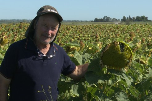 Detalles de un lote de girasol destinado a rendir como se debe