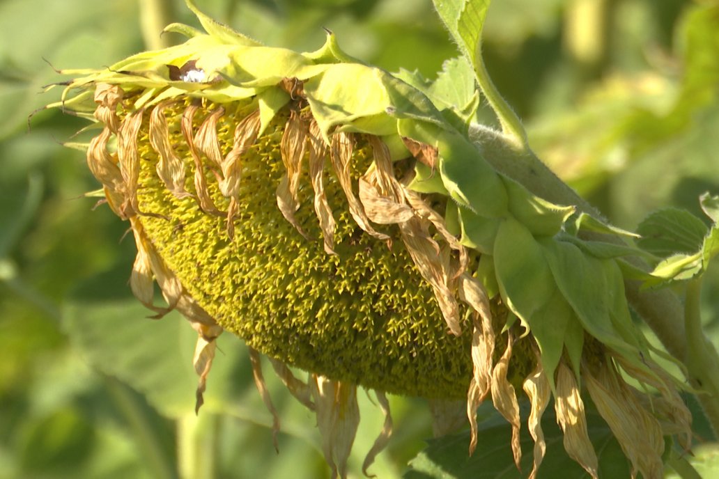 La subasta, simbólica, sirve para promover el cultivo. La subasta, simbólica, sirve para promover el cultivo.