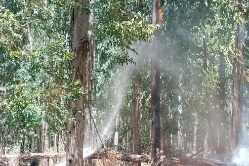 Bomberos lograron controlar incendios de campos forestales