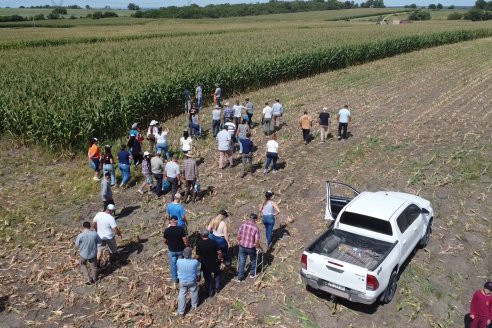 Pronostican que los agricultores volverán a sumar hectáreas