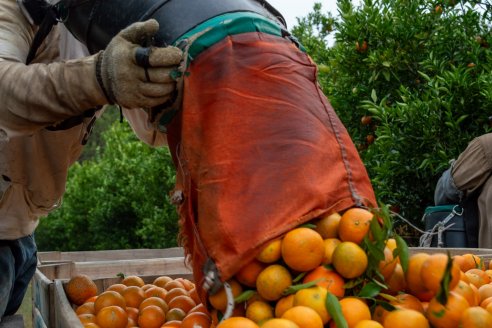 Alertan por el bajo consumo de citrus en el mercado interno
