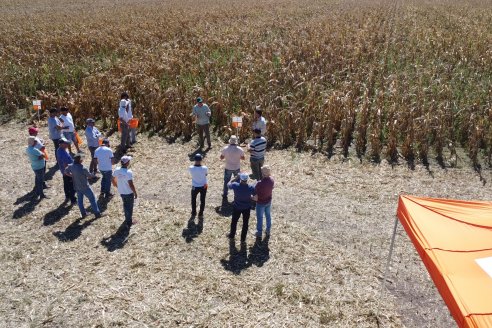 En Espinillo, técnicos de Dinagro reavivaron un cultivo de maíz "gracias a lo trabajado el año pasado"