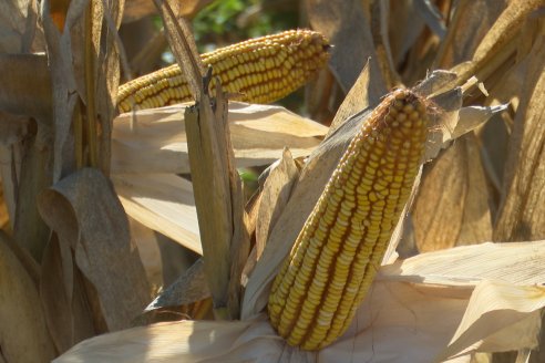 La humedad complica la trilla de los primeros maizales entrerrianos