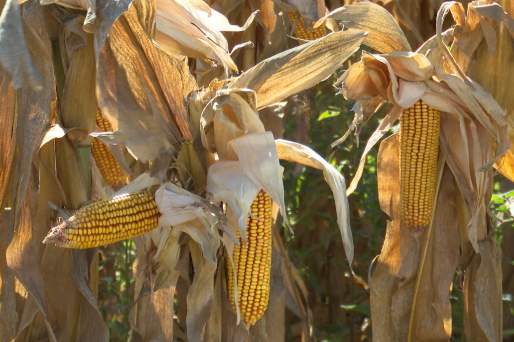 El rinde promedio provincial rondará los 6.8 kilos por hectárea. El rinde promedio provincial rondará los 6.8 kilos por hectárea.