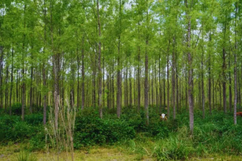 La genética es clave para proteger a los boques del impacto de las sequías