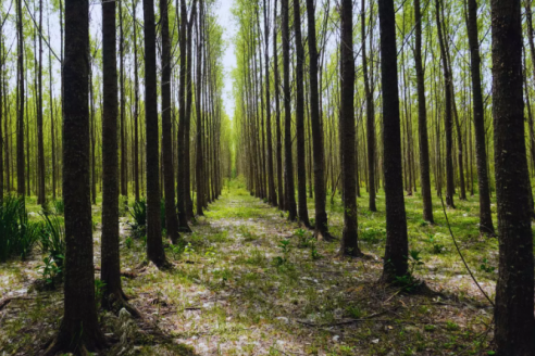 El mejoramiento genético de sauces expresa un hito forestal en el Delta