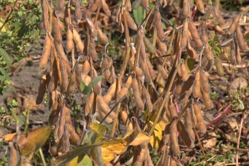 Entre Ríos se apronta a cosechar 2.600 kilos de soja por hectárea