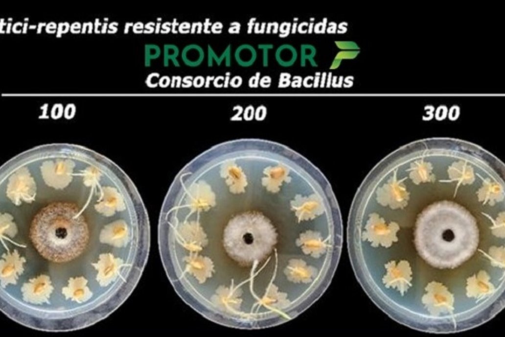 Promotor es un producto biológico antifúngico y bioestimulante. Promotor es un producto biológico antifúngico y bioestimulante.