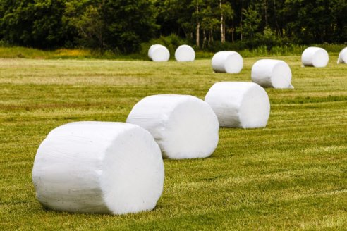 Aquí los tips de INTA para aprovechar los excedentes forrajeros