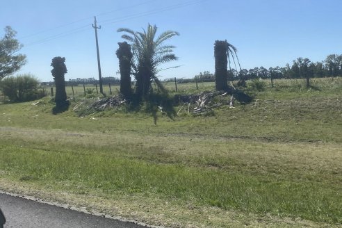 El picudo rojo de las palmeras todavía no ingresó a la Argentina