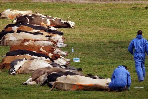 Carbap salió a cruzar la desregulación del plan contra fiebre aftosa