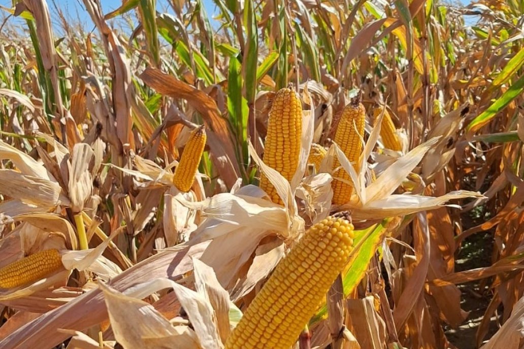 ILLINOIS estará presente en el simposio de maíz más importante del país ILLINOIS estará presente en el simposio de maíz más importante del país