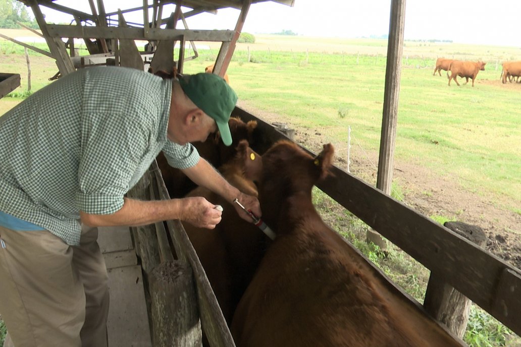 Defienen la inoculación para cuidar la salud animal y los mercados de consumo. Defienen la inoculación para cuidar la salud animal y los mercados de consumo.