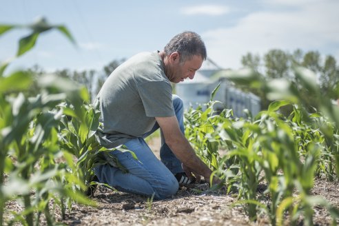 El maíz siempre es una oportunidad: recupera terreno y aspira a crecer 18%