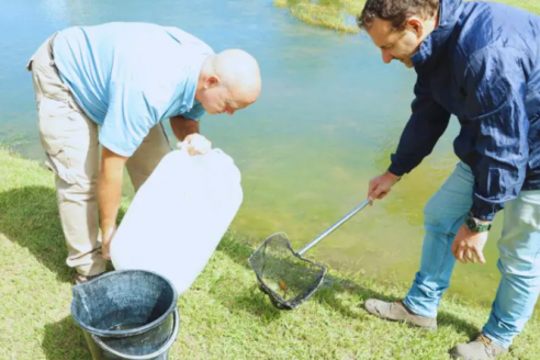 Utilizan peces para controlar mosquitos en ambientes urbanos