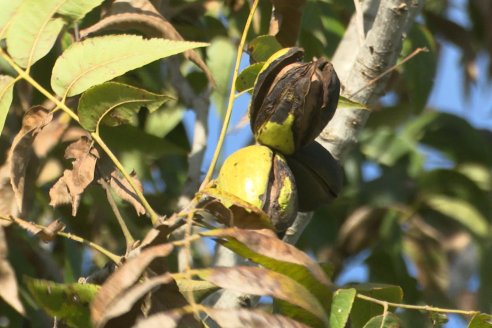 China compró 20 toneladas de nueces pecán producidas en el sur entrerriano