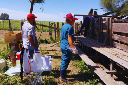 Pautas para el control de los parásitos internos en los rodeos