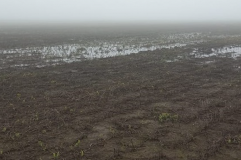 Por la humedad, sigue a marcha lenta la siembra del trigo entrerriano 2025