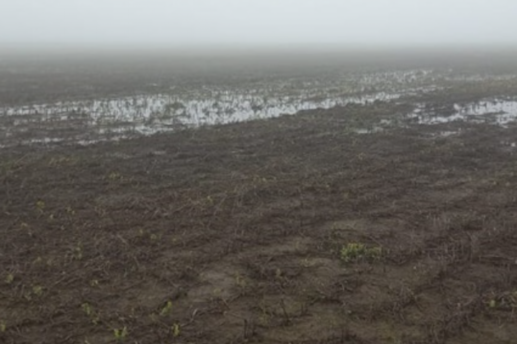 La carga de humedad en Entre Ríos impulsa las siembras de trigo. La carga de humedad en Entre Ríos impulsa las siembras de trigo.