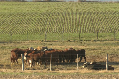 Agropecuaria Sauce Pinto: Puesta en marcha de Sembradora Doble Proposito de Dolbi DX 2142