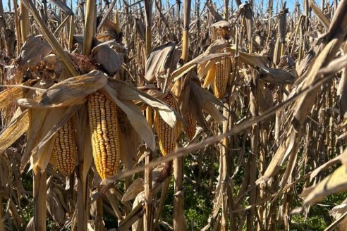 La sanidad del maíz tardío, en primer plano