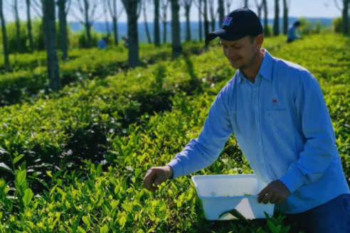 Por su calidad, el té argentino logró un sello que lo distingue en el mundo