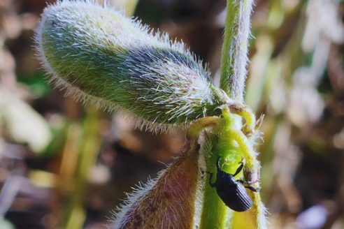 Recomendaciones para mejorar el manejo de plagas en los cultivos